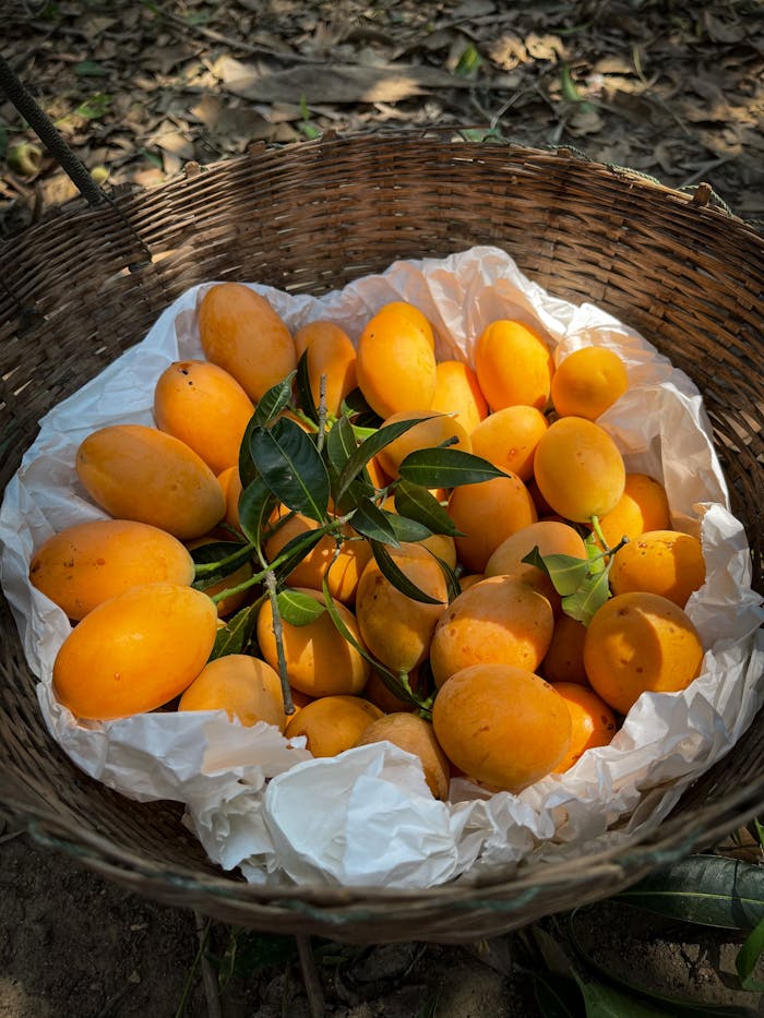 A basket filled with vibrant and ripe mangoes on a sunny day, showcasing a rich harvest.